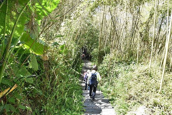 五月阿里山鐵路 - 初夏螢火蟲之旅: 迷糊步道竹林行 - 藍