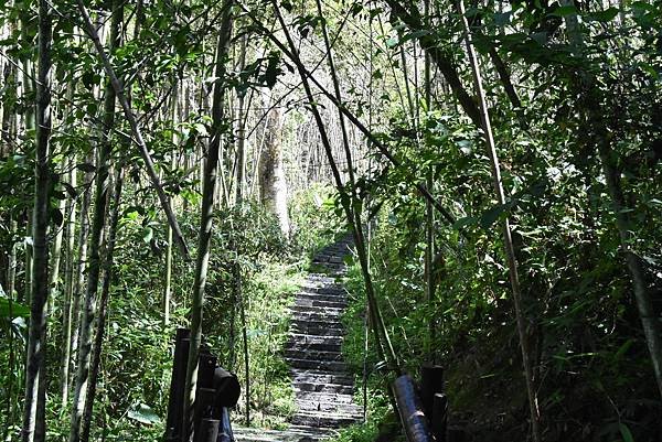 五月阿里山鐵路 - 初夏螢火蟲之旅: 迷糊步道竹林行 - 藍