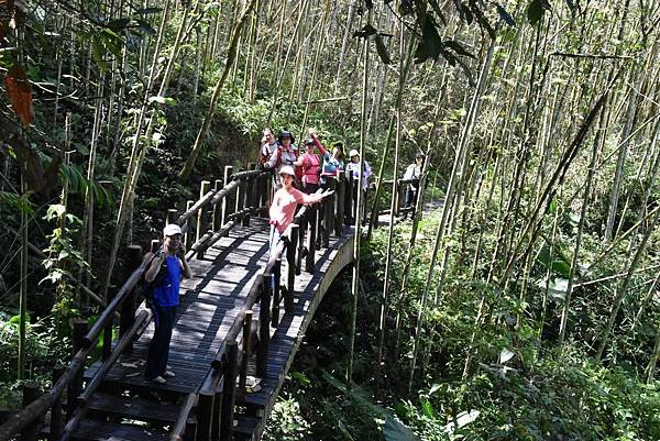 五月阿里山鐵路 - 初夏螢火蟲之旅: 迷糊步道竹林行 - 藍