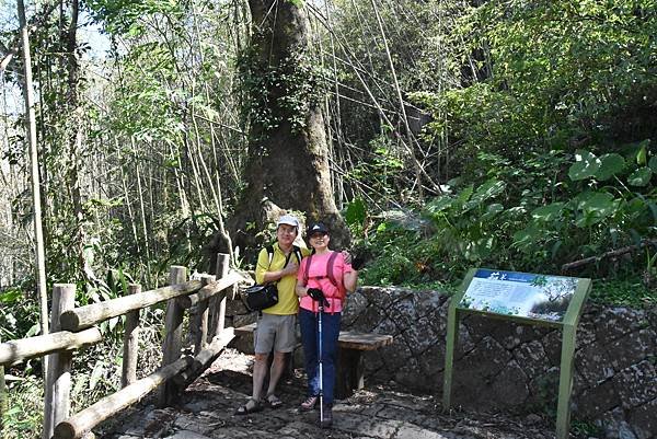 五月阿里山鐵路 - 初夏螢火蟲之旅: 迷糊步道竹林行 - 藍