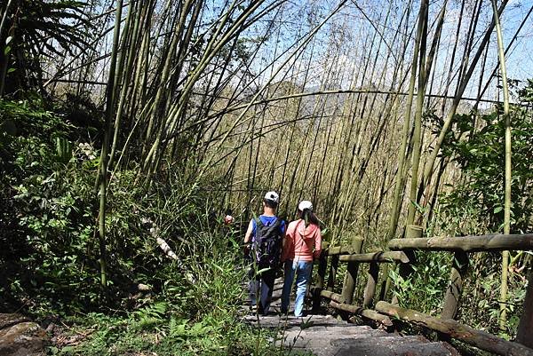 五月阿里山鐵路 - 初夏螢火蟲之旅: 迷糊步道竹林行 - 藍