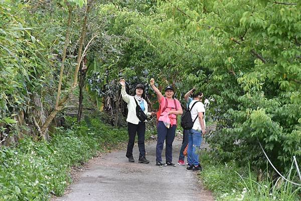 五月阿里山鐵路 - 初夏螢火蟲之旅: 迷糊步道竹林行 - 藍