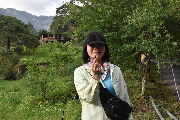 五月阿里山鐵路 - 初夏螢火蟲之旅: 迷糊步道竹林行 - 藍