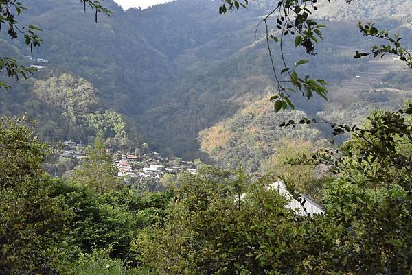 五月阿里山鐵路 - 初夏螢火蟲之旅: 迷糊步道竹林行 - 藍