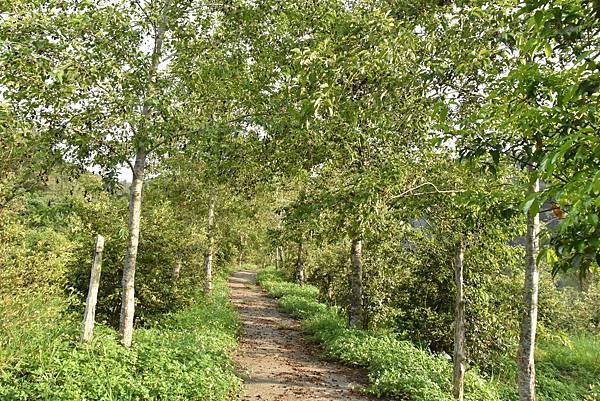 五月阿里山鐵路 - 初夏螢火蟲之旅: 迷糊步道竹林行 - 藍