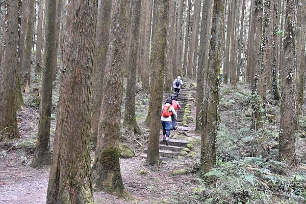 五月阿里山鐵路 - 初夏螢火蟲之旅: 鋒面過境雨中返家 - 