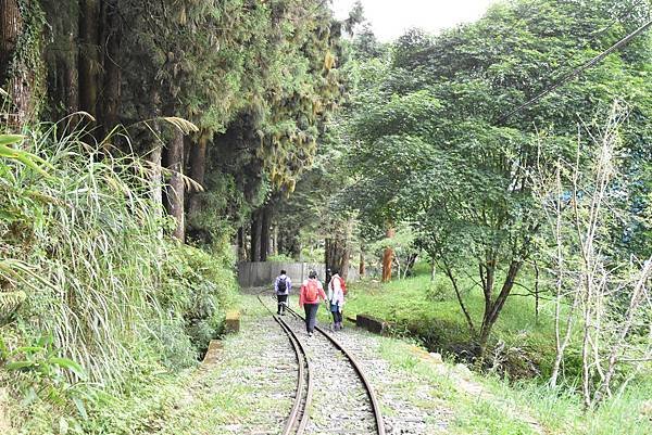 五月阿里山鐵路 - 初夏螢火蟲之旅: 鋒面過境雨中返家 - 