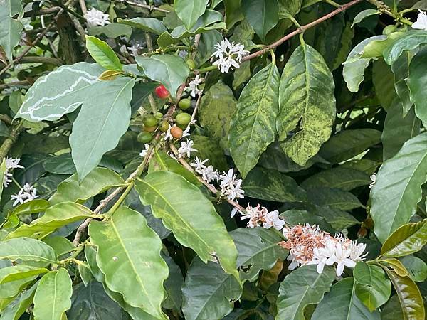 五月阿里山鐵路 - 初夏螢火蟲之旅: 迷糊步道竹林行 - 藍