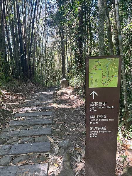 五月阿里山鐵路 - 初夏螢火蟲之旅: 迷糊步道竹林行 - 藍