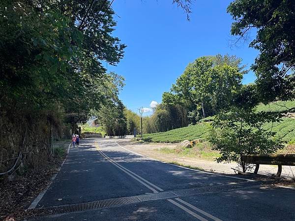 五月阿里山鐵路 - 初夏螢火蟲之旅: 迷糊步道竹林行 - 藍