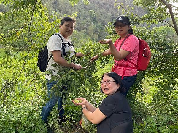 五月阿里山鐵路 - 初夏螢火蟲之旅: 迷糊步道竹林行 - 藍