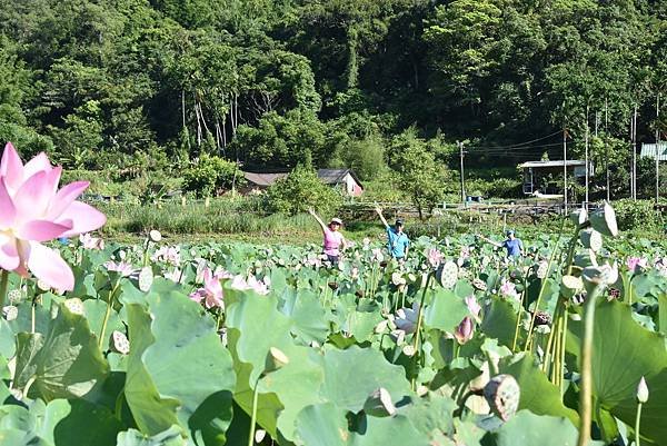 北勢溪古道走至灣潭 - 炎炎夏日溪邊野餐避暑