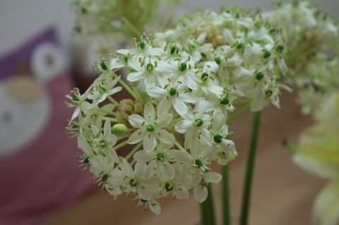 IMG_9217_縮小大小.JPG