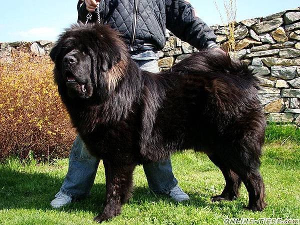 tibet-mastiff_o5821