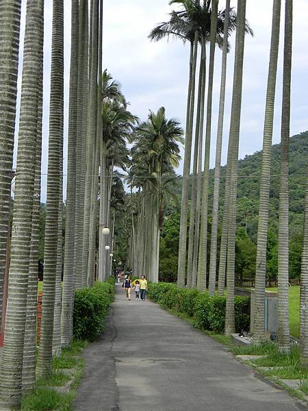 29.士林官邸椰林大道