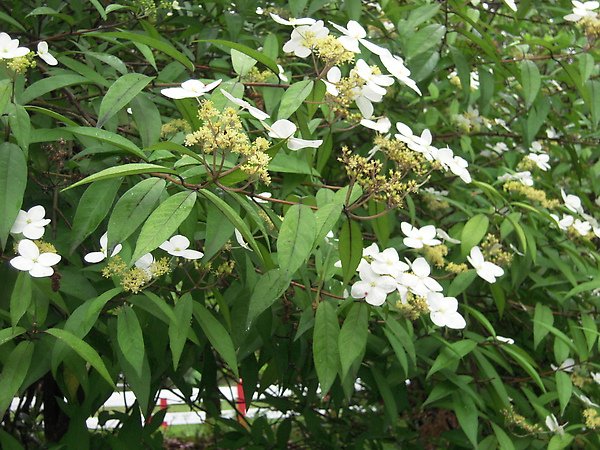 2010陽明山花季 108.jpg