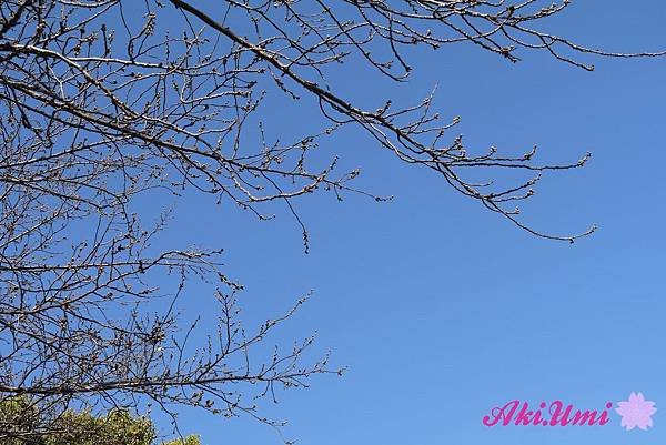 PhotoCap_090.jpg