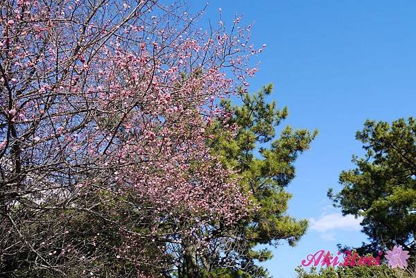 PhotoCap_094.jpg