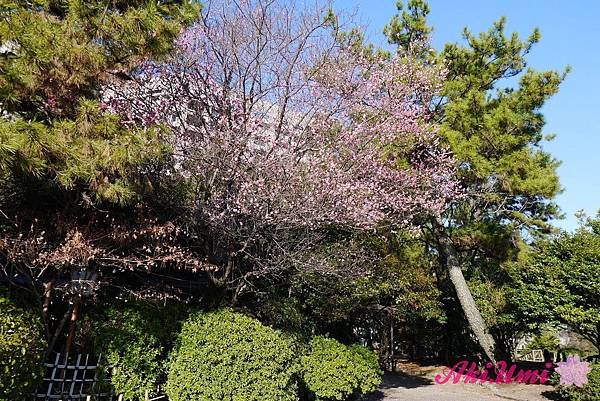 PhotoCap_092.jpg