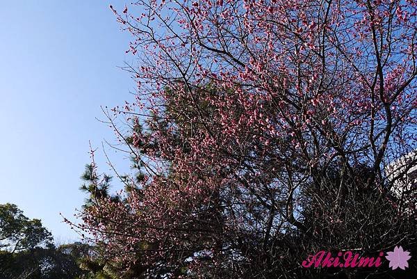 PhotoCap_095.jpg