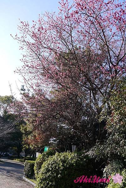 PhotoCap_096.jpg