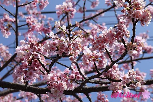 PhotoCap_200.jpg