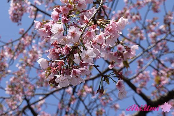 PhotoCap_206.jpg