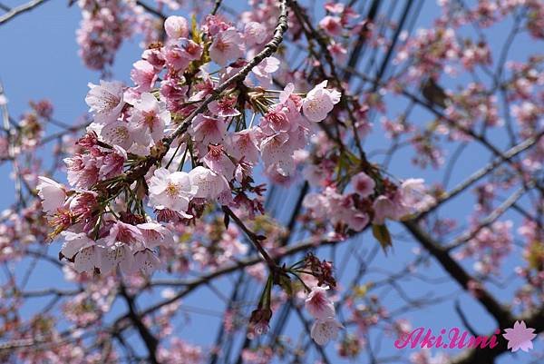 PhotoCap_207.jpg