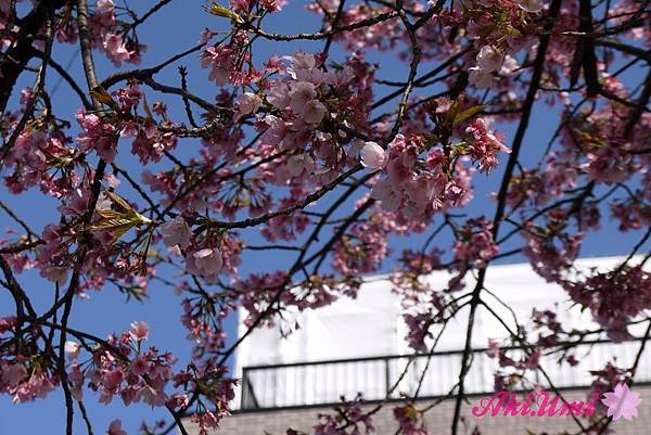 PhotoCap_224.jpg