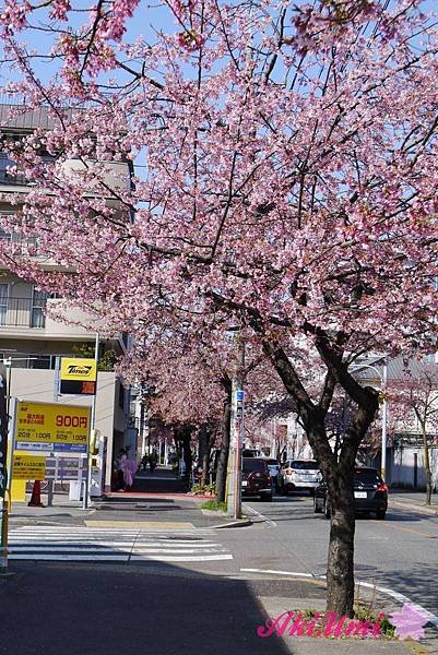 PhotoCap_225.jpg