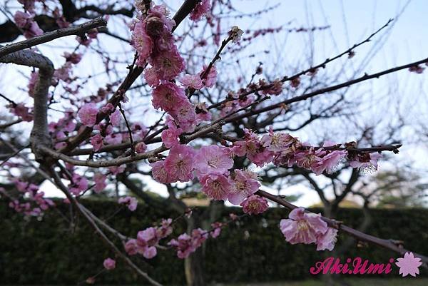 PhotoCap_248.jpg