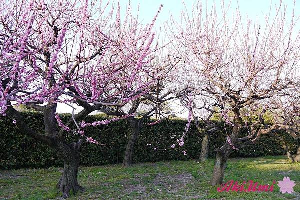 PhotoCap_250.jpg
