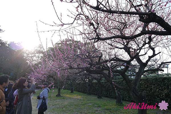 PhotoCap_251.jpg