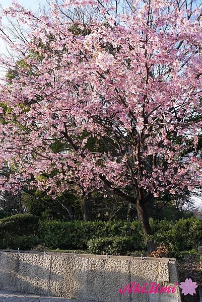 PhotoCap_254.jpg