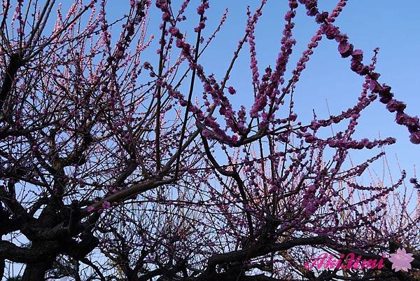 PhotoCap_252.jpg