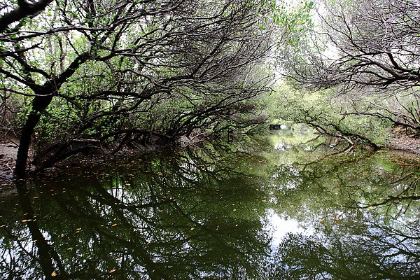 四草綠色隧道.JPG