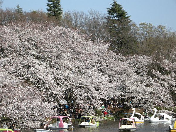 2010.4.さくら 072.jpg
