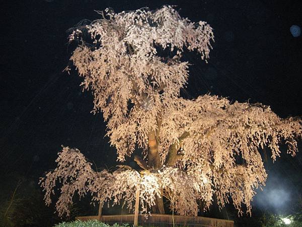 2011-Apr-京阪神 918.jpg