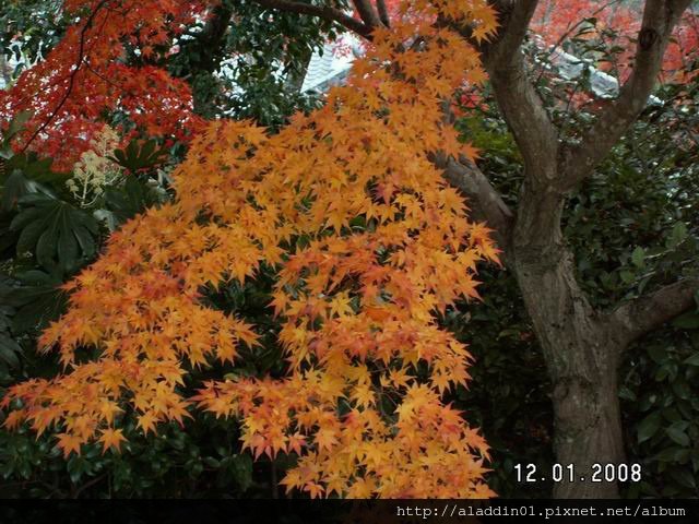 120166嵐山天龍寺 (32).JPG