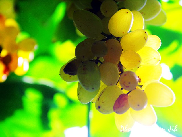 Grapes8