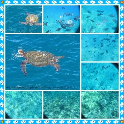 seaturtle