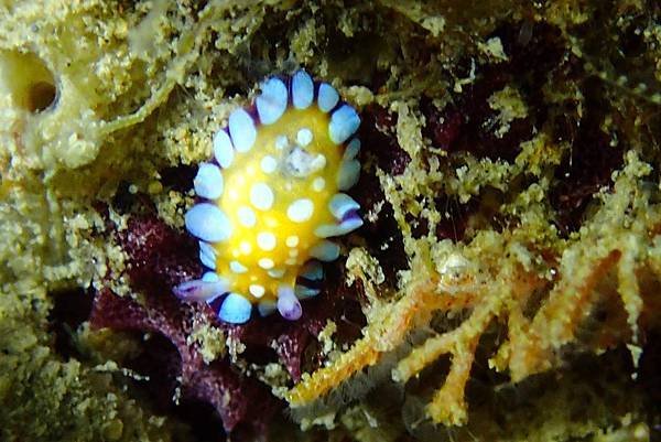 P8052125Chromodoris roboi 羅伯多彩海蛞蝓.jpg