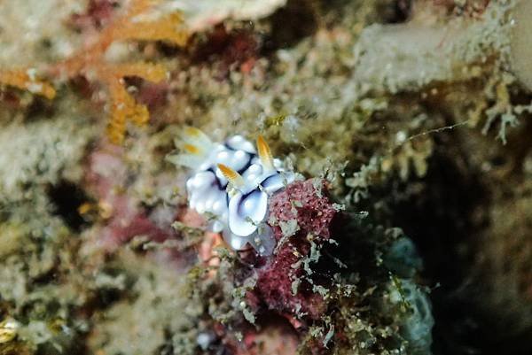 P8052145幾何多彩海蛞蝓Chromodoris geometrica.jpg