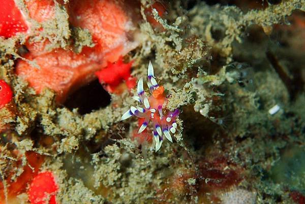 P8052147火焰扇羽海蛞蝓Flabellina Exoptata.jpg