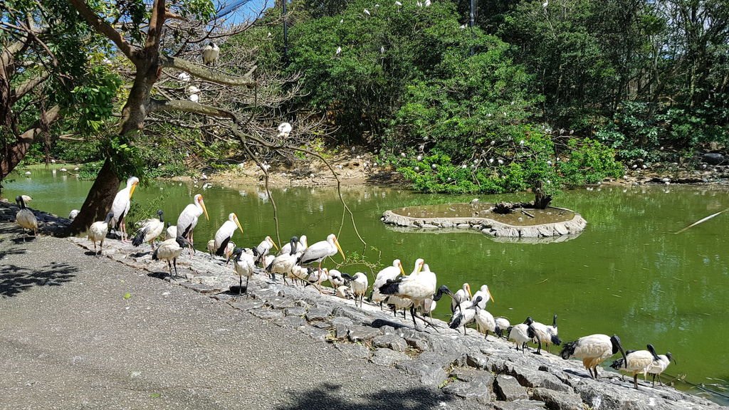 名護動植物公園-2.jpg