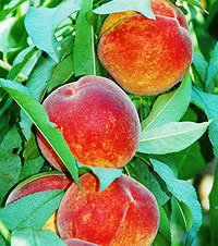 Peaches