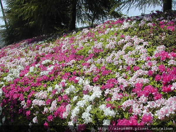 800px-Azalea_of_Maizuru.jpg