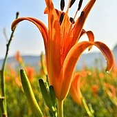 DSC_6060.jpg