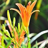DSC_6066.jpg