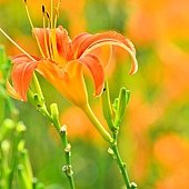 DSC_6112.jpg